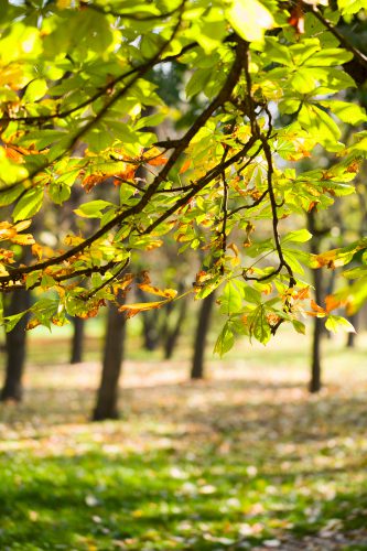 Autumn park