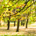 Chestnut branch in autumn park