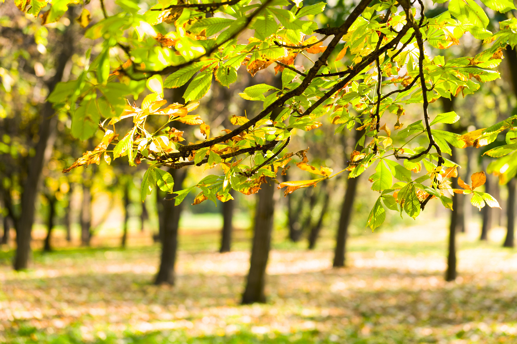 Chestnut branch in autumn park