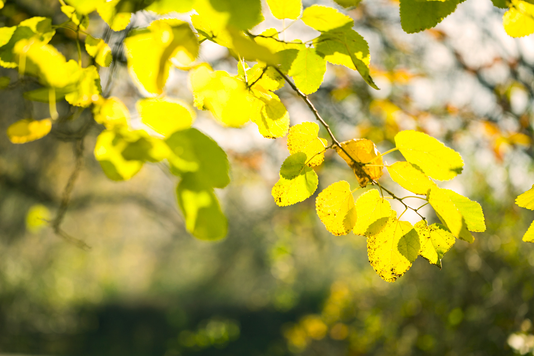 Autumn yellow leaves
