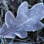 Dead leaf in frosty morning