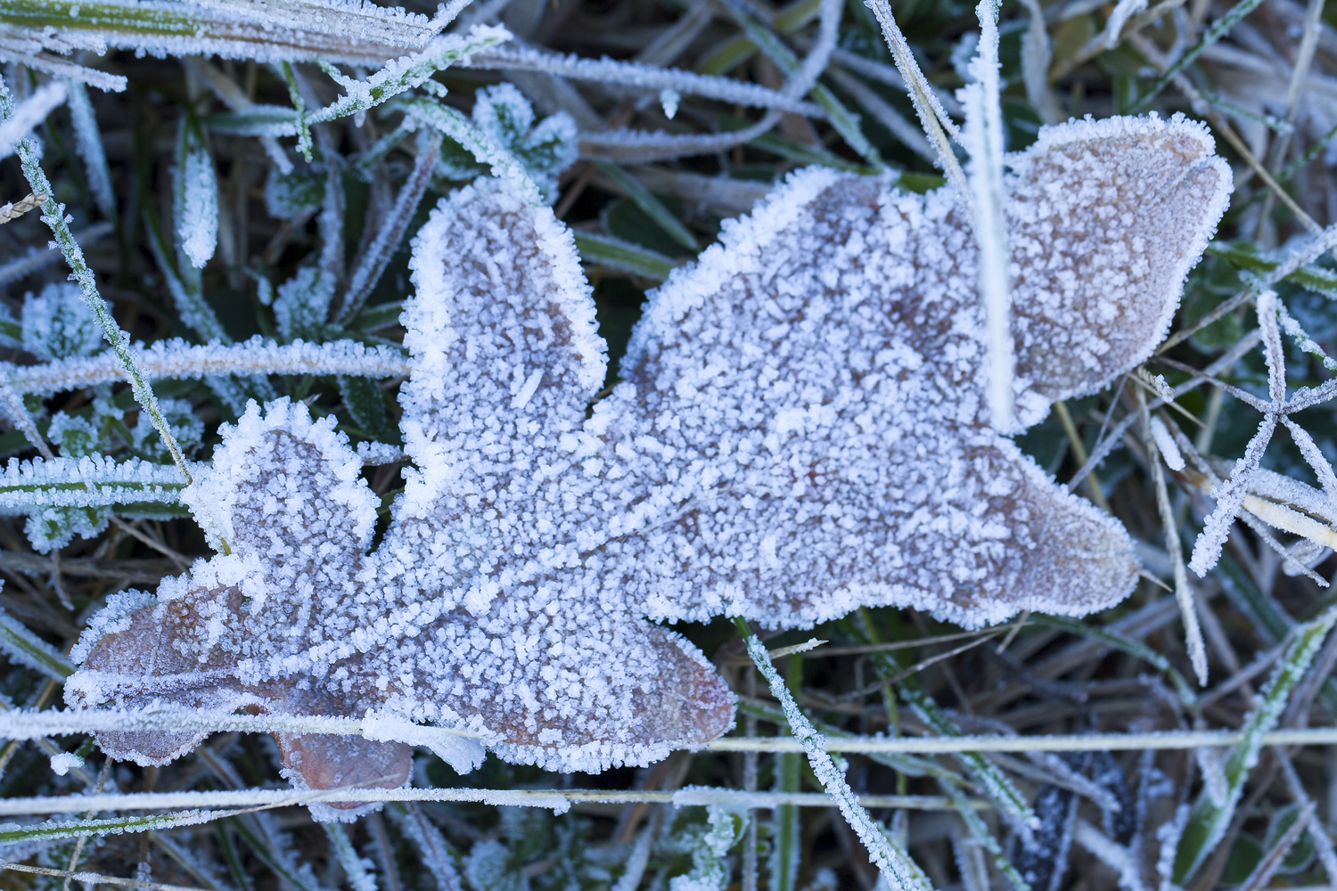 Dead leaf in frosty morning