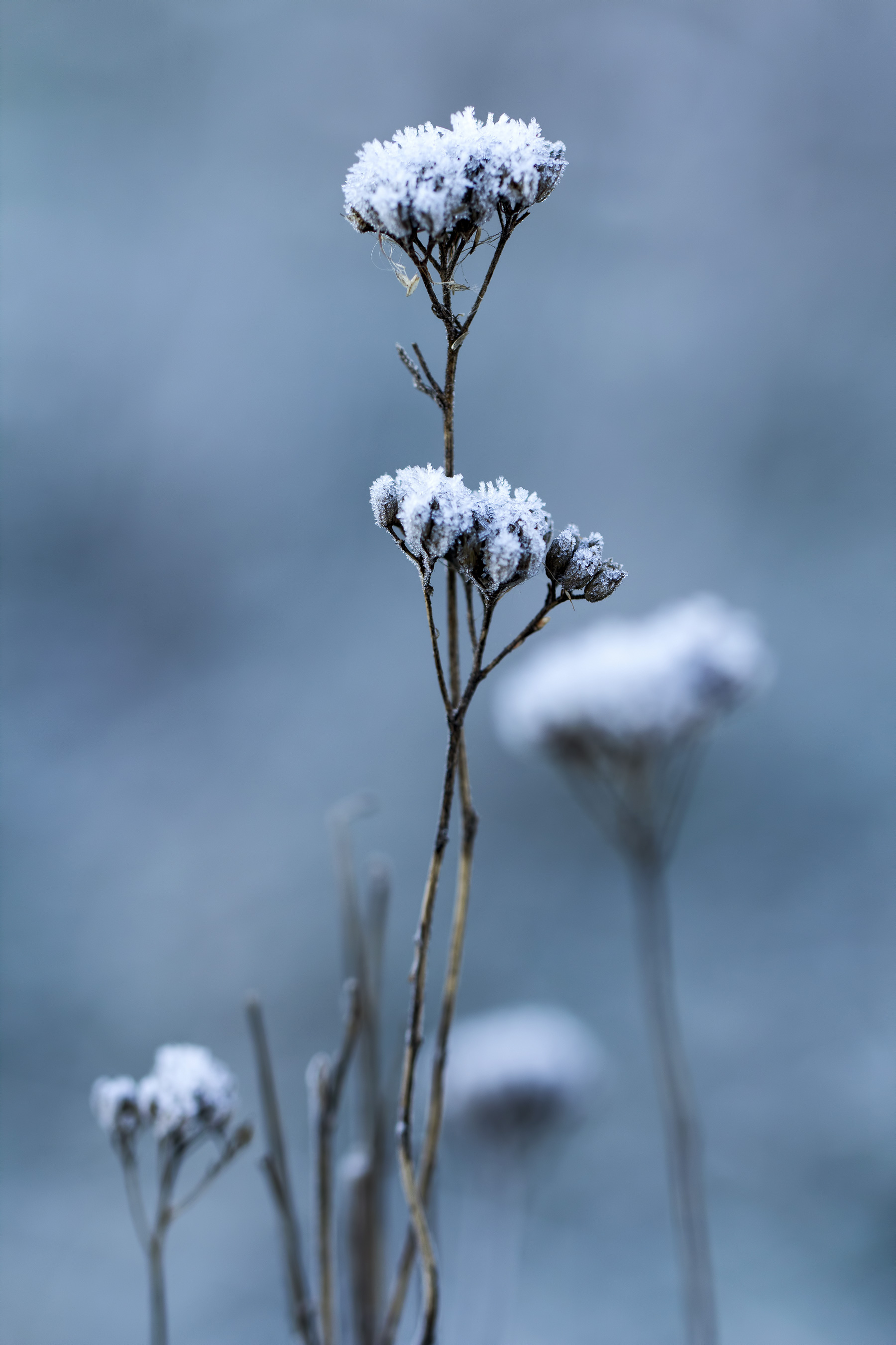 Icy plants on a field in winter