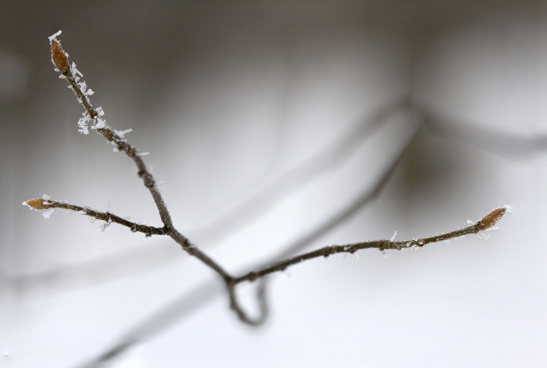 Winter twigs