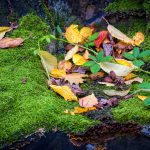Autumn leaves on a moss covered rock