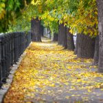 Leaf covered sidewalk in a city