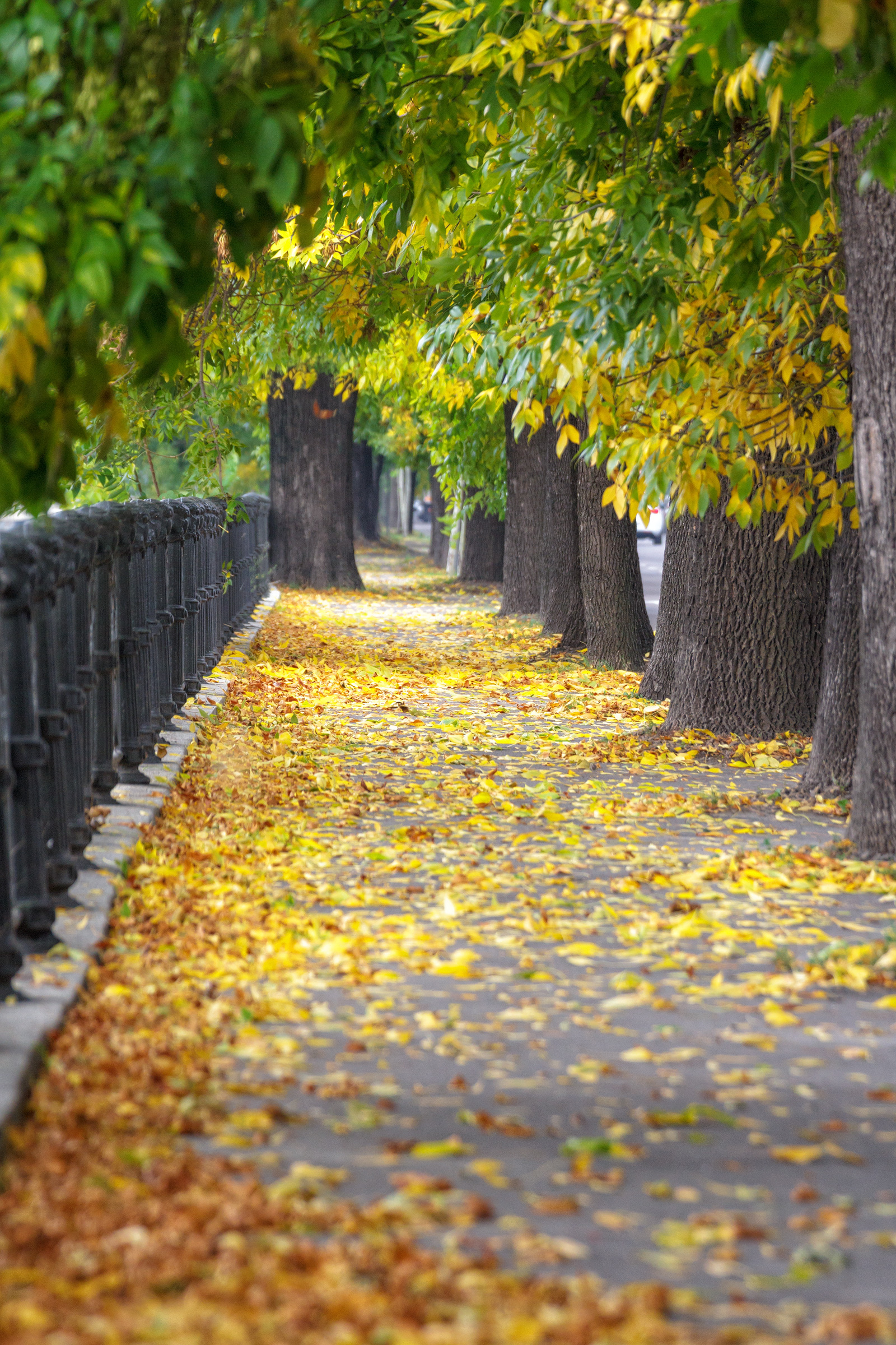 Leaf covered sidewalk in a city