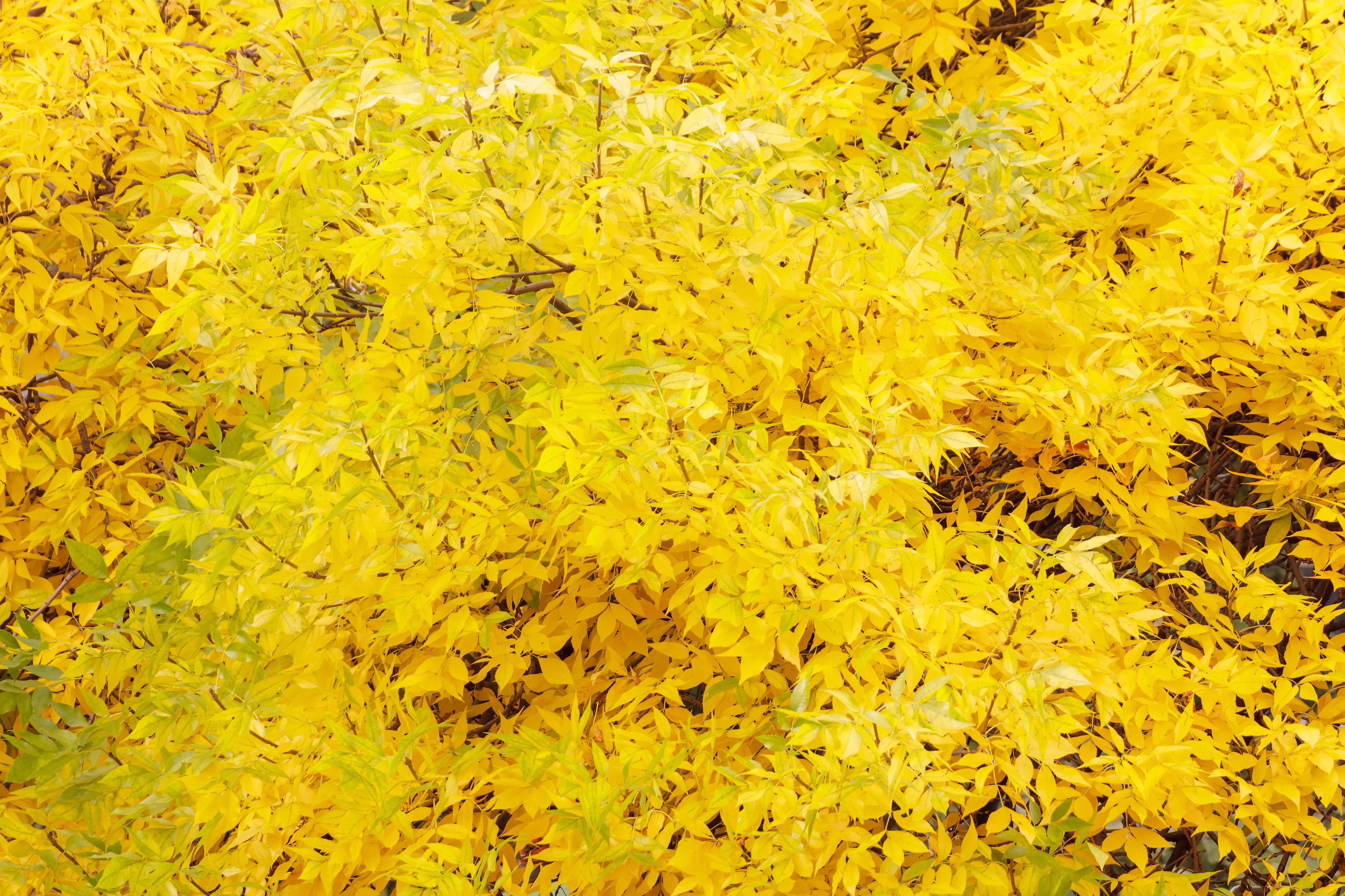 Thick yellow foliage