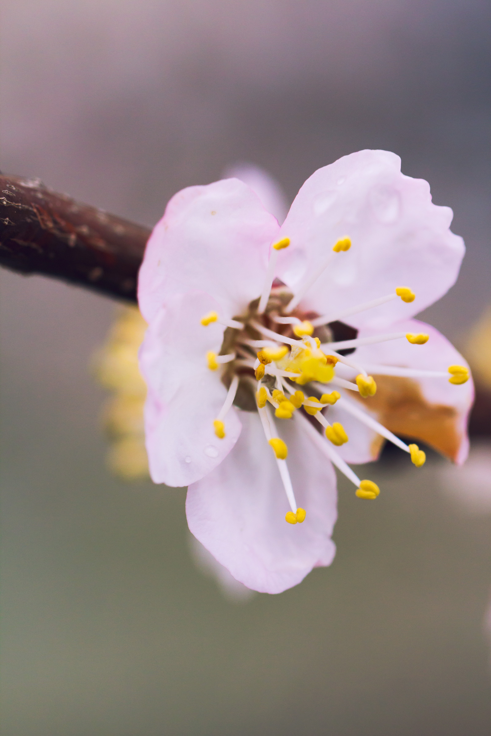 Cherry flower close-up