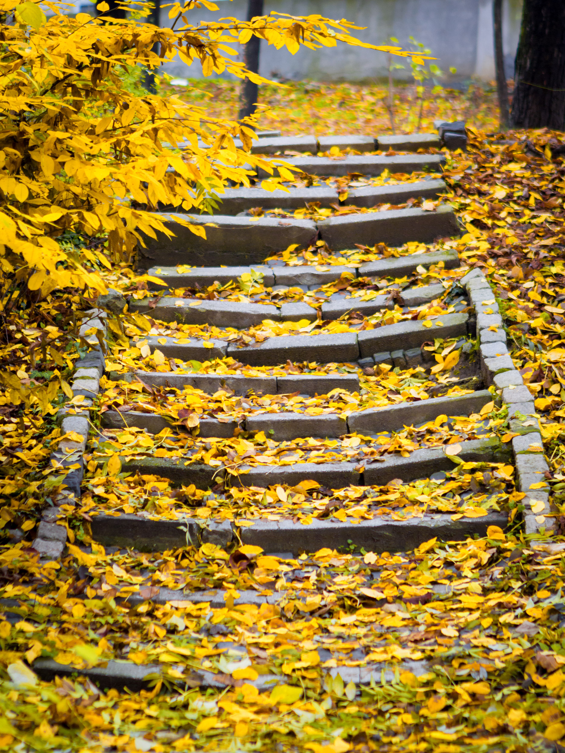 Steps covered in yellow leaves in the park