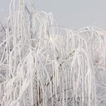 Frosted willow