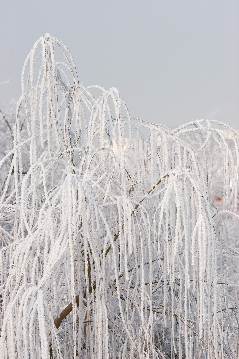 Frosted willow