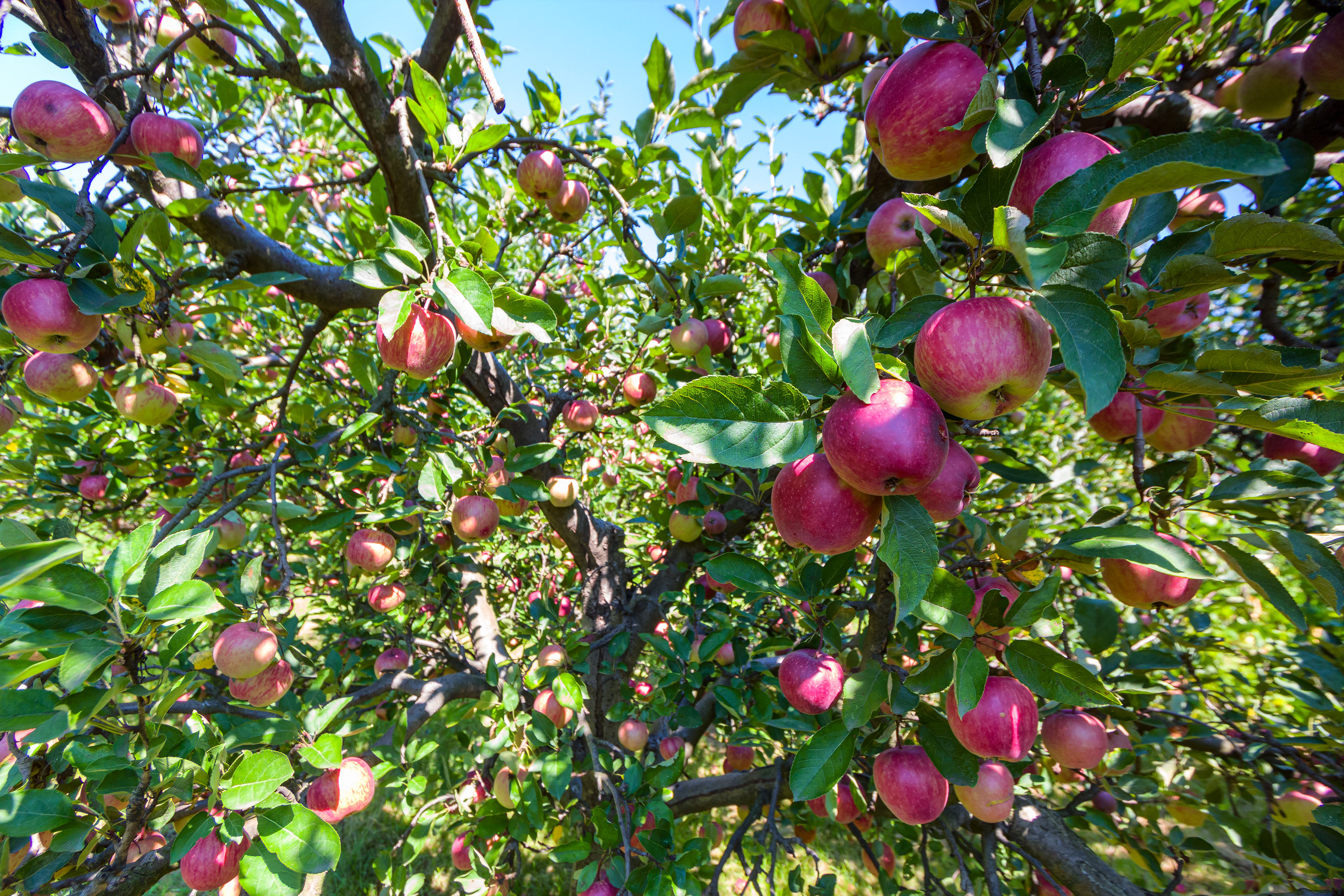 Apples on orchard tree