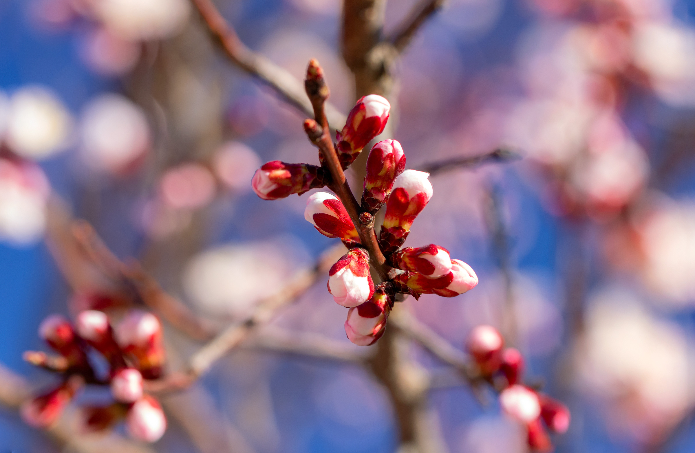 Branch of a flowering apricot