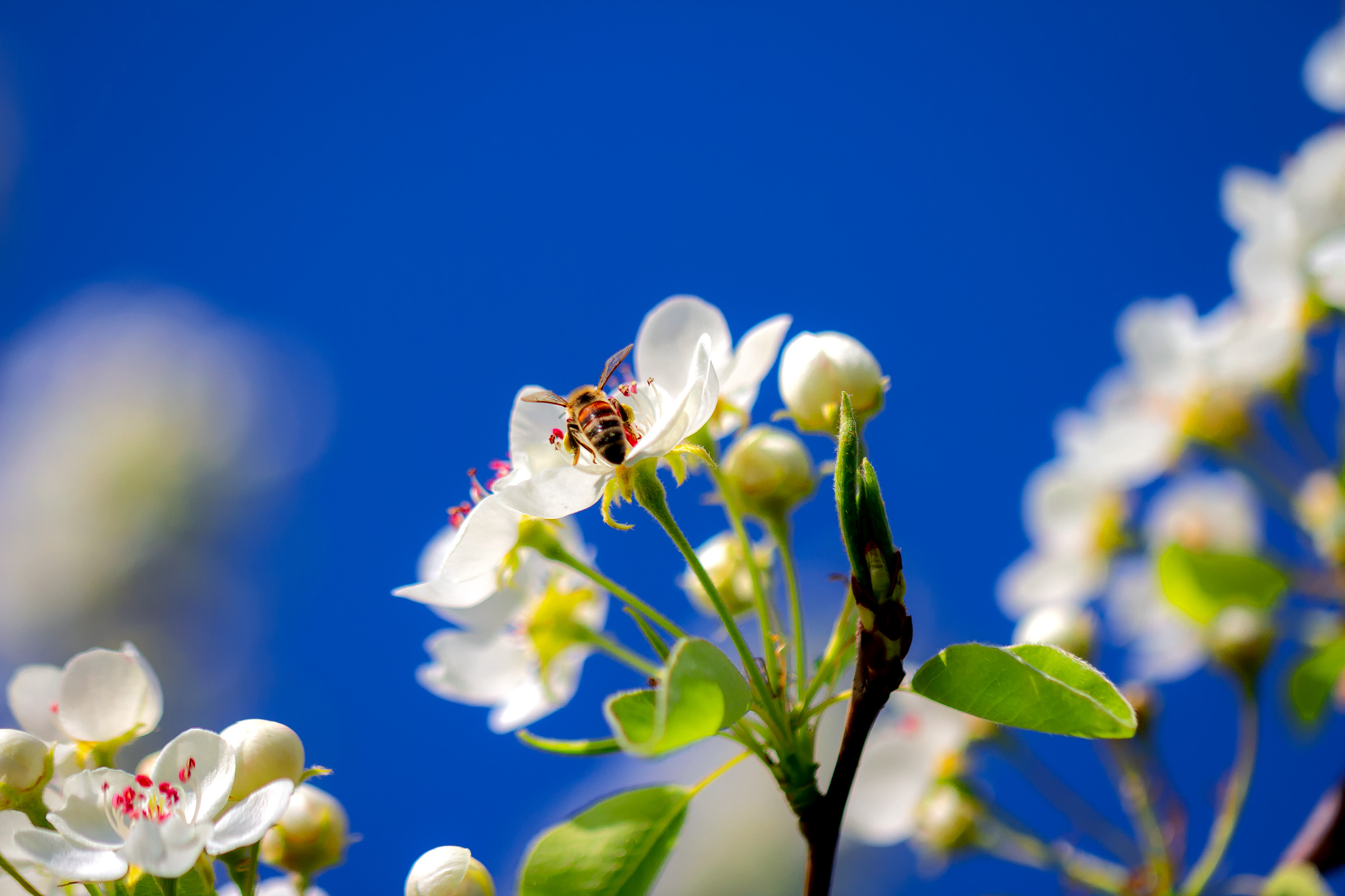 Flowering branch and a bee on a apple flower with blurred background of a spring garden and a blue sky close-up
