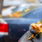 Dead leaves on a car windscreen wiper