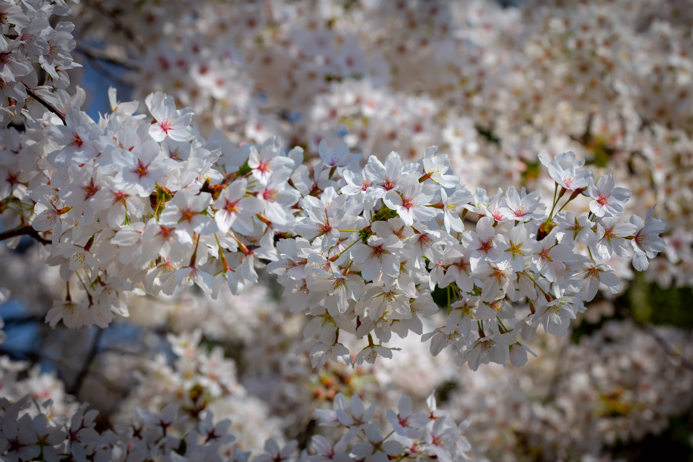 White cherry blossom beautiful background