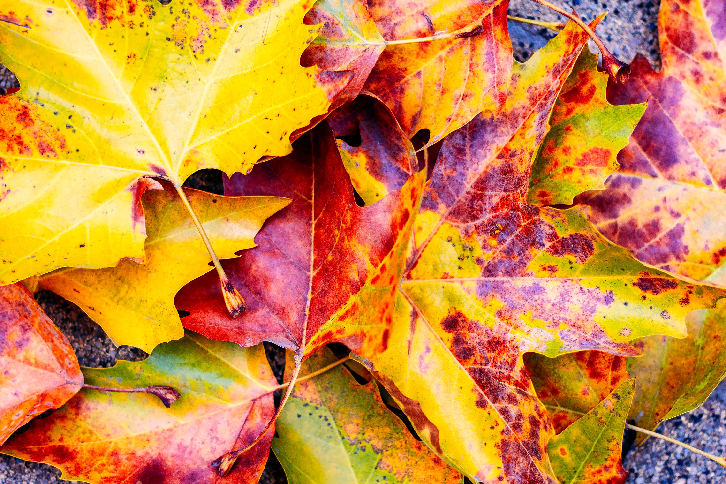 Beautiful  multicolor background of natural autumn foliage