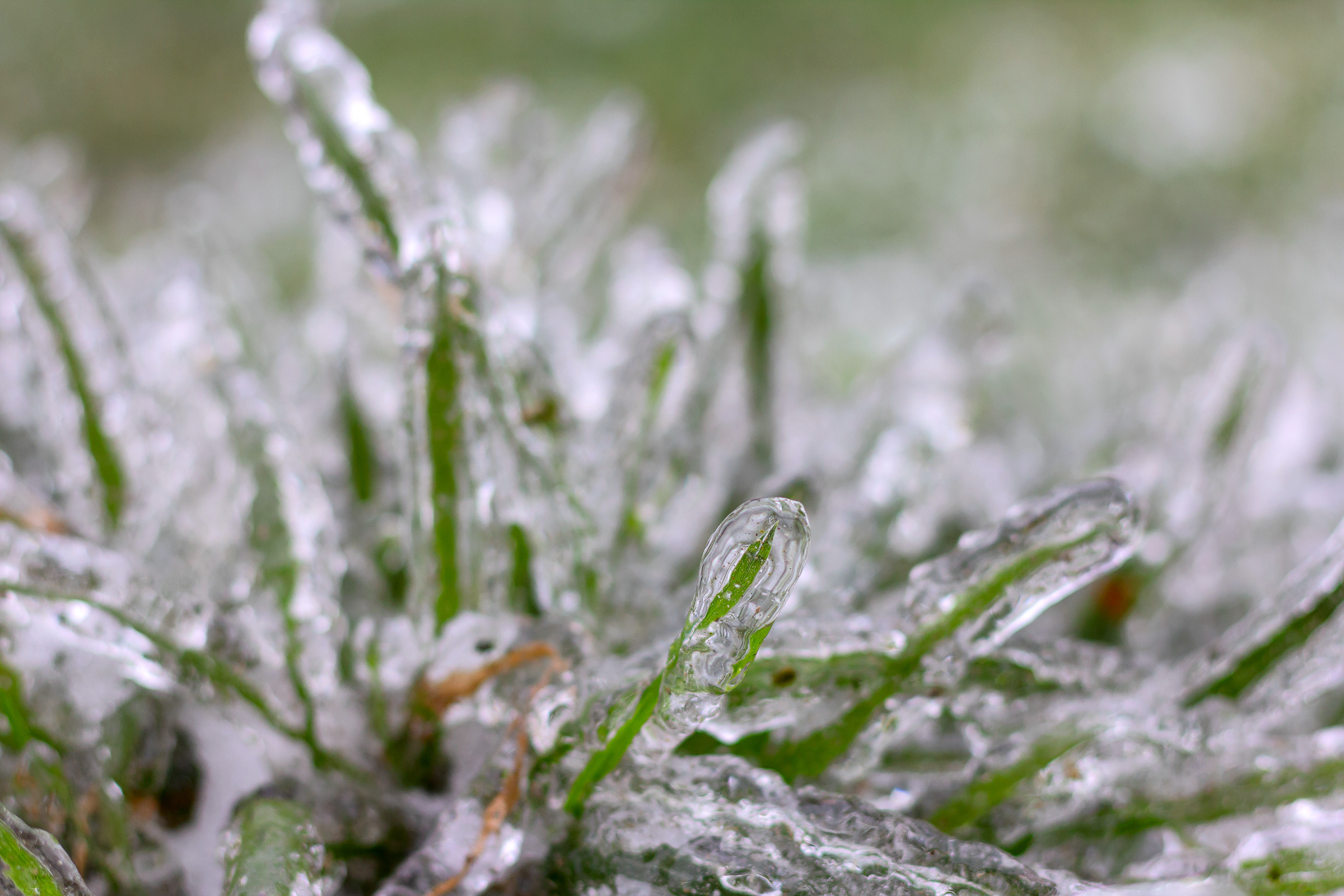 Ice-covered grass after freezing rain