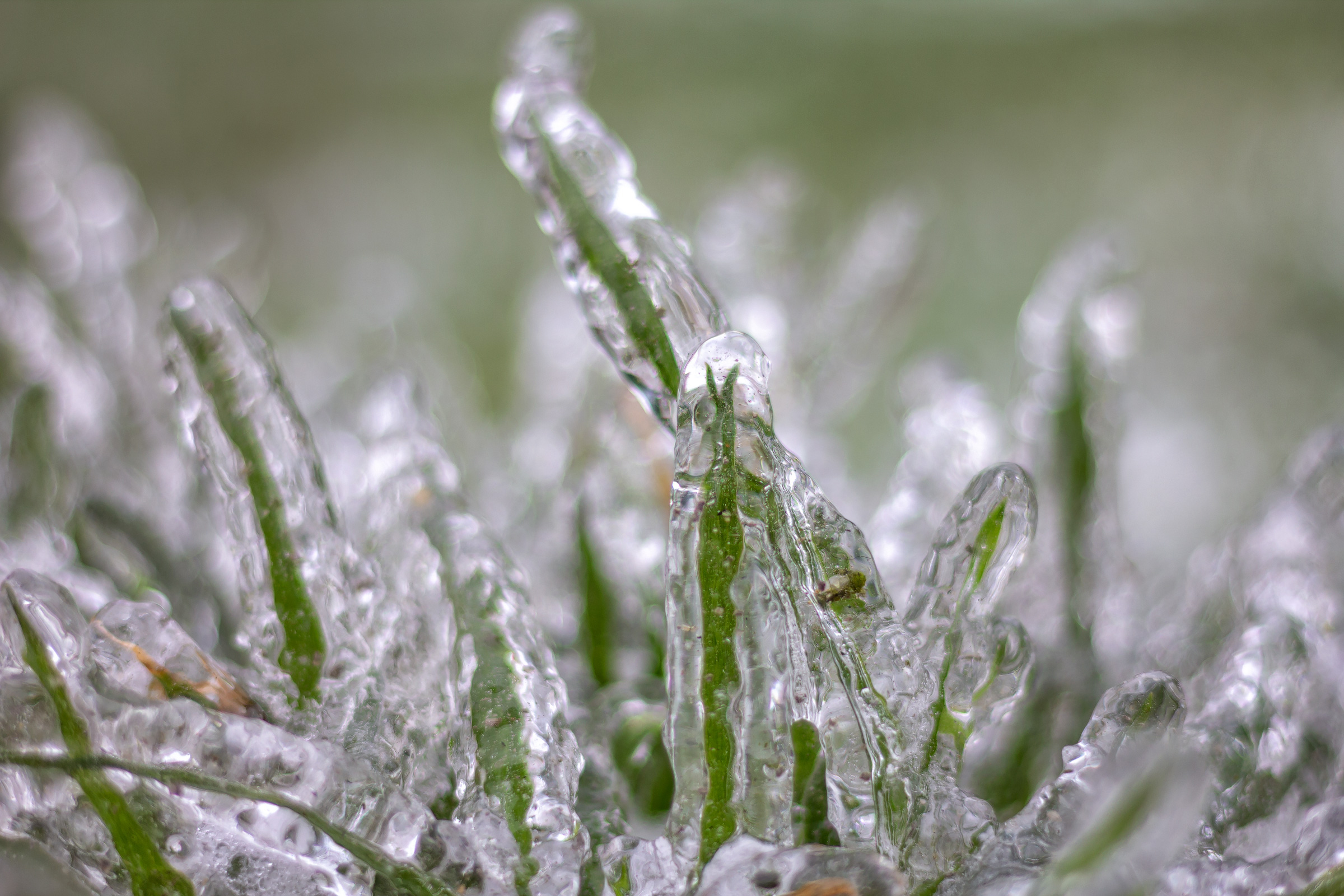 Grass blades covered in ice
